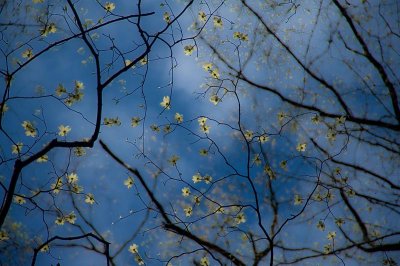 Dogwood_D724303-1.jpg