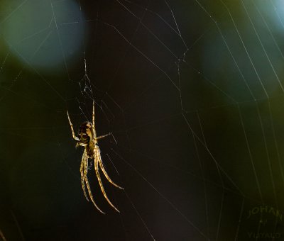 Spidermini.jpg