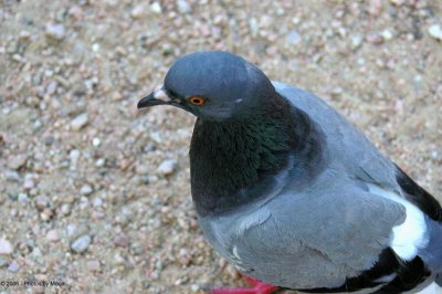 Pigeon 1495.jpg