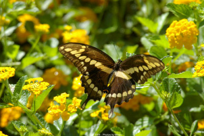 Butterfly 1789.jpg