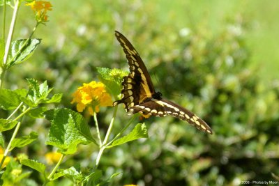 August 25th, 2006 - Butterfly 1776