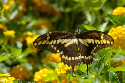 Butterfly 1791.jpg