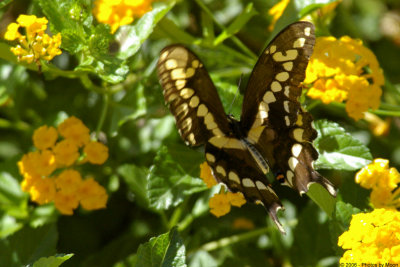 Butterfly 1743.jpg