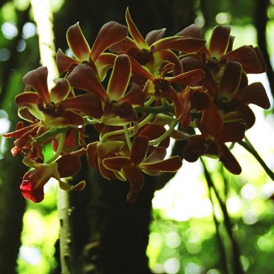 orchids 07.jpg