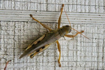 Grasshopper 2514.jpg