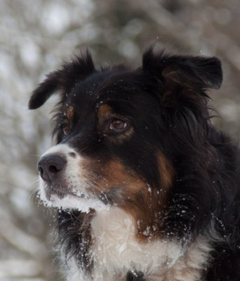 winter_snow_and_aussies