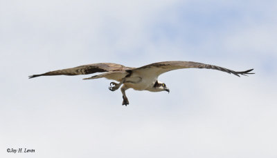 Osprey in Flight