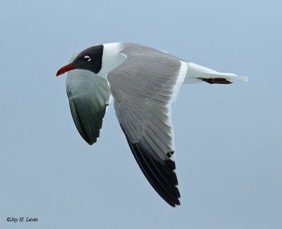 Laughing Gull (Four Images)