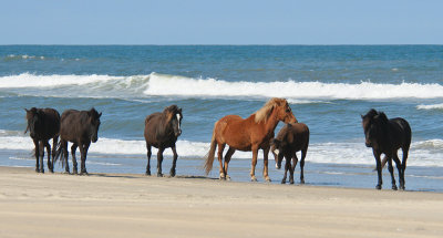 Wild Corolla Spanish Mustang Horses