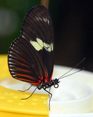 Doris Longwing (or Doris Butterfly or Rayed Longwing)