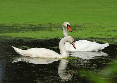 Swan Family Photographs
