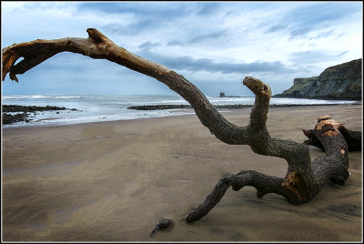 Driftwood and Black Nab.jpg