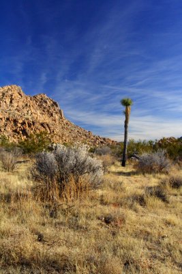 :: Joshua Tree National Park ::