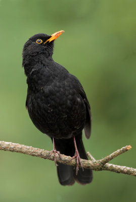 Blackbird-Turdus merula