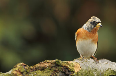 Brambling-Fringilla montifringilla