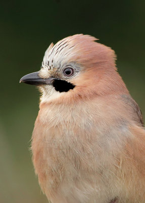 Jay-Garrulus glandarius