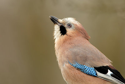 Jay-Garrulus glandarius