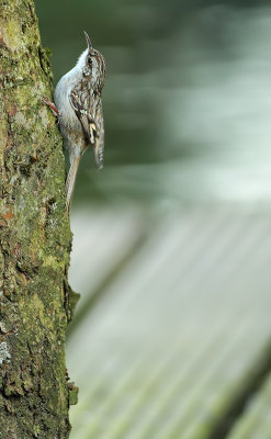 Short-toed treecreeper-Certhia brachydactyla