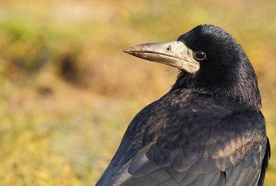 Rook-Corvus frugilegus