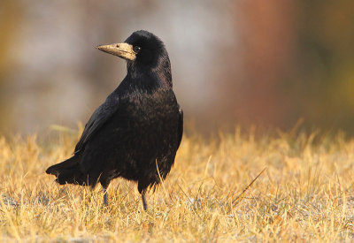 Rook-Corvus frugilegus