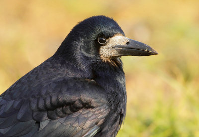 Rook-Corvus frugilegus