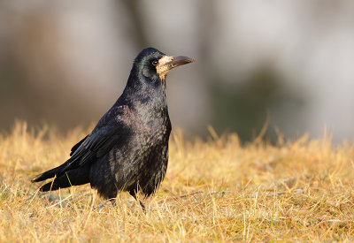 Rook-Corvus frugilegus
