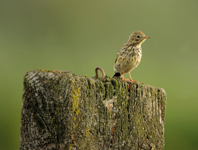 Meadow pipit-Anthus pratensis
