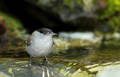 Eurasian blackcap-Sylvia atricapilla