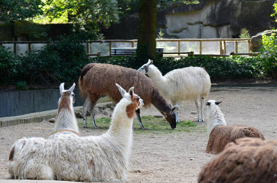 088_vgoocd2012.jpg