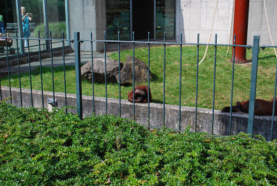 099_vgoocd2012.jpg