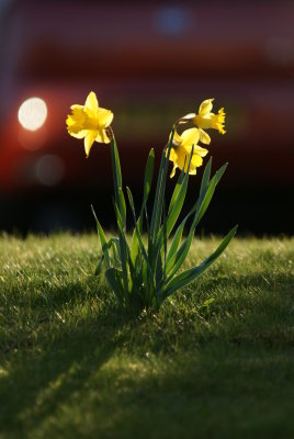 Evening Sun Daffodils