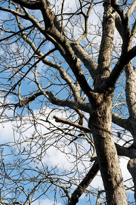 A Branchy Tree