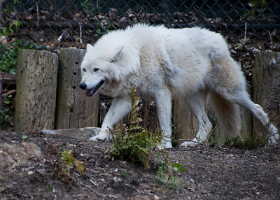 Canis Lupus