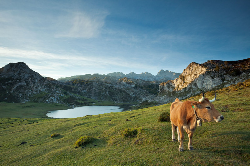 Vacas de Vacaciones