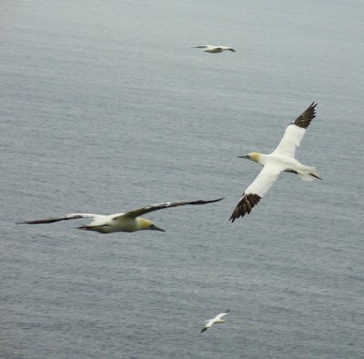 No Air Traffic Control Here