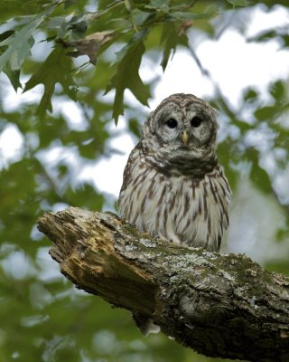Barred Owl, LBL, KY 9/12/12