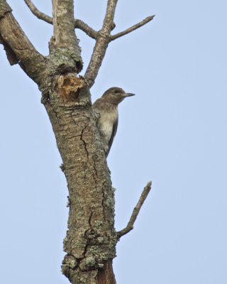 Red-headed Woodpecker, LBL, KY 9/13/12