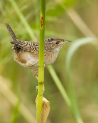 Sedge Wren, Savannah NWR, 10/8/12