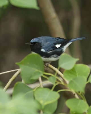 Black-throated Blue Warbler, Hilton Head Island, SC, 10/8/12