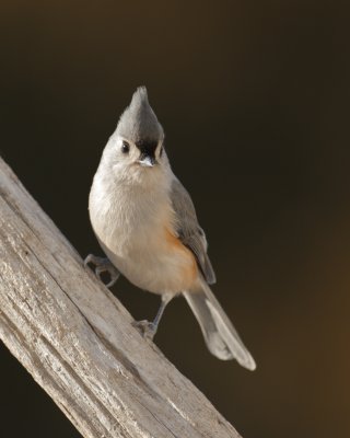 Chickadees, Titmice, Nuthatches & Wrens