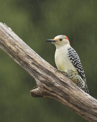Red-bellied Woodpecker, Kenton County, KY, 12/26/12