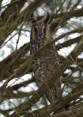 Long-eared Owl, Spring Valley, OH, 2012