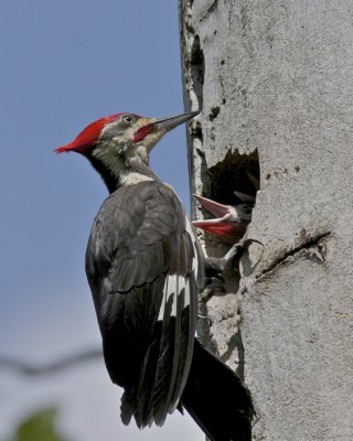 Woodpecker, Pileated, Spring Valley, May 17, 2008