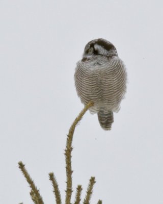 Northern Hawk Owl, Michigan, 2013