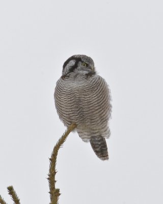Northern Hawk Owl, Michigan, 2013