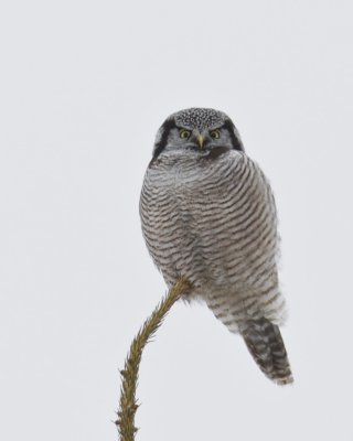 Northern Hawk Owl, Michigan, 2013