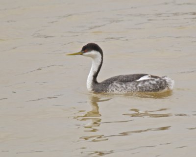 Western Grebe, Louisville, KY, 3/2013