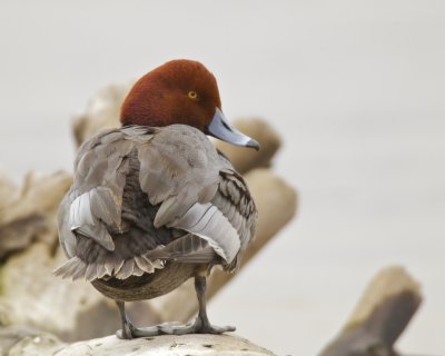 Redhead, Louisville, KY, 3/2013