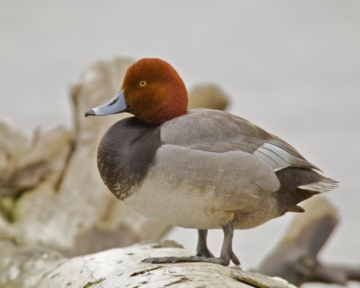 Redhead, Louisville, KY, 3/2013