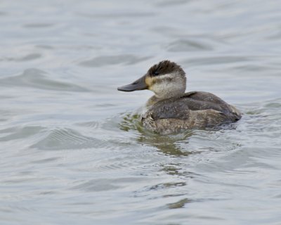 Ruddy Duck, Columbia Bottoms, April 1, 2013